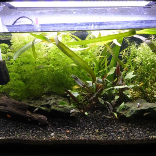 Plantes gros nettoyage