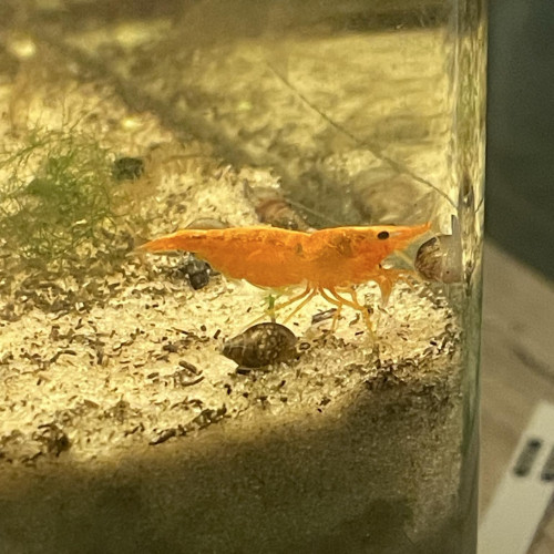 neocaridina orange mandarine