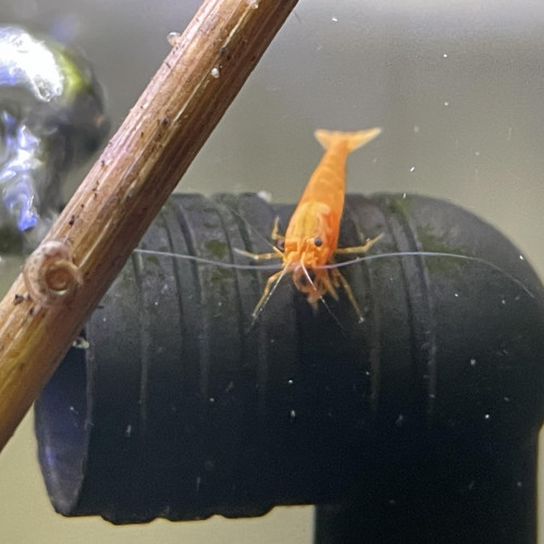 neocaridina orange mandarine