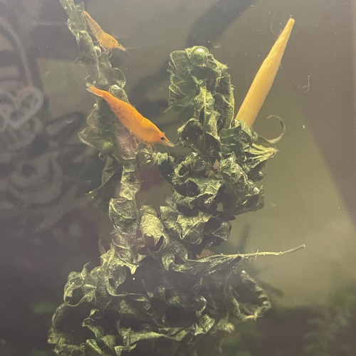 neocaridina orange mandarine