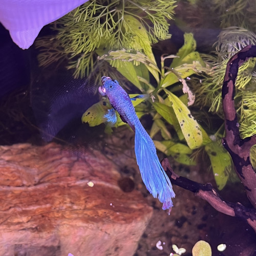 Betta mâle voile long