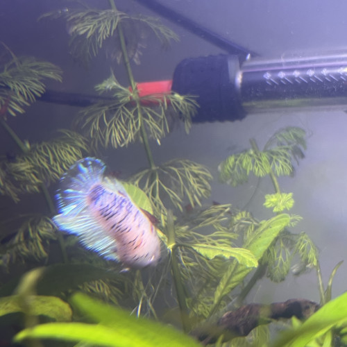 Bettas femelles