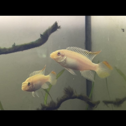 Pelmato albinos mâle adulte