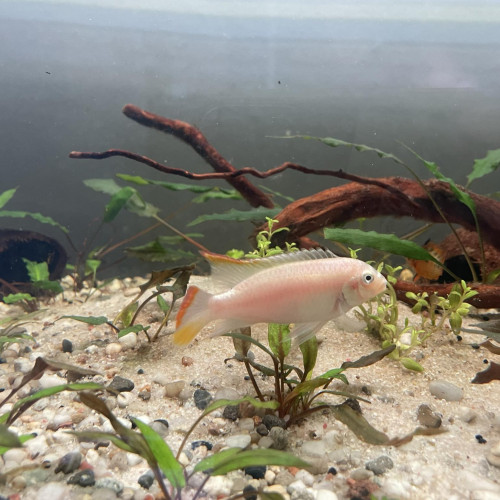 Pelmato albinos mâle adulte