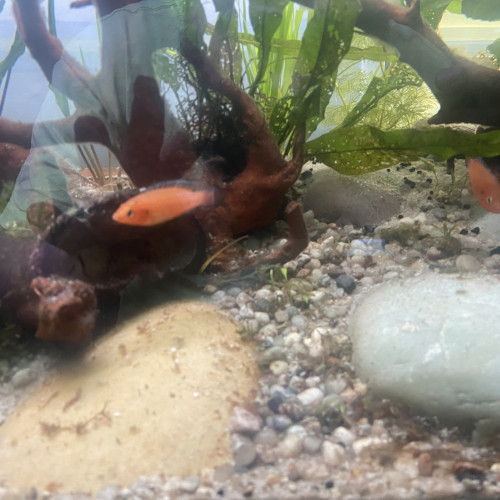 Pelmato albinos mâle adulte