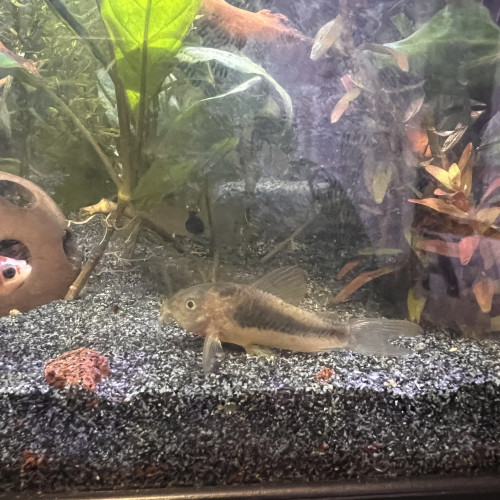 Corydoras aneus