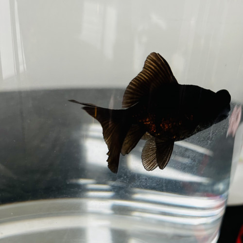 Donne poisson japonais télescope noir, femelle, 3 ans