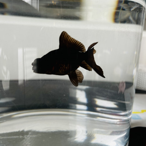 Donne poisson japonais télescope noir, femelle, 3 ans