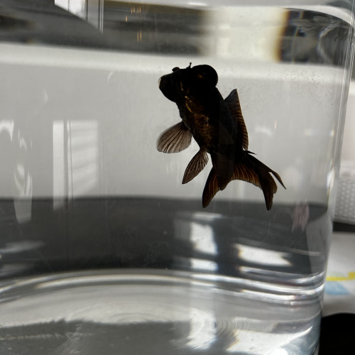 Donne poisson japonais télescope noir, femelle, 3 ans