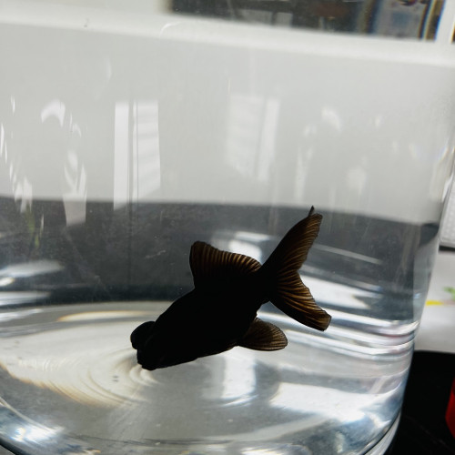 Donne poisson japonais télescope noir, femelle, 3 ans