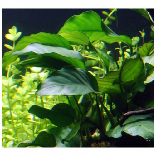 Anubias barteri