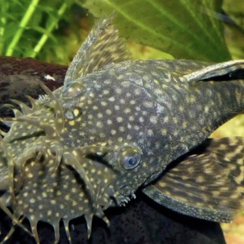 Donne 2 ancistrus adulte mâle