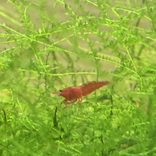 Lot De 10 Crevettes Red Sakura Rouge Neocaridina