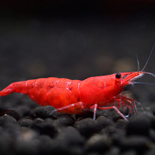 Lot De 10 Crevettes Red Sakura Rouge Neocaridina