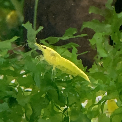 Lot De 10 Crevettes Yellow Neocaridina