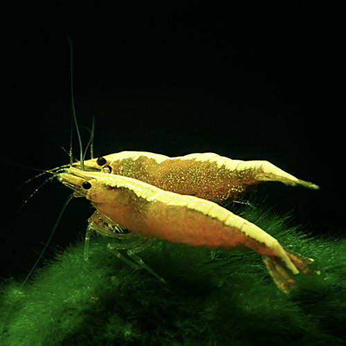 Lot De 10 Crevettes Yellow Neocaridina