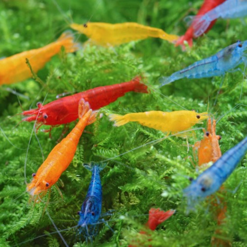 Lot De 10 Crevettes Plusieurs Couleurs Neocaridina