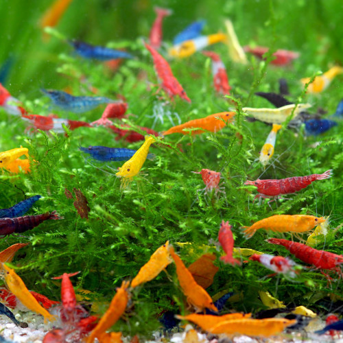Lot De 10 Crevettes Plusieurs Couleurs Neocaridina