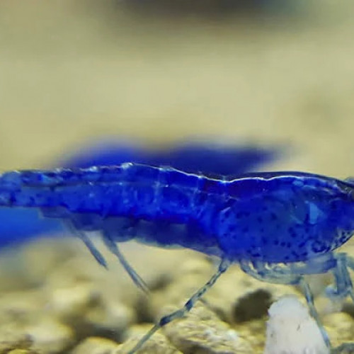 Lot De 10 Crevettes Blue velvet Neocaridina