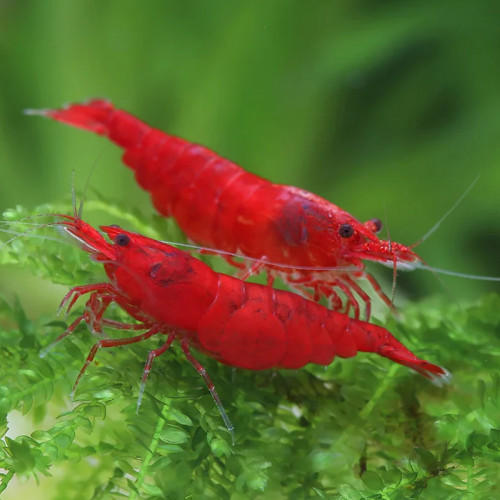 Lot De 10 Crevettes Red Sakura Rouge Neocaridina