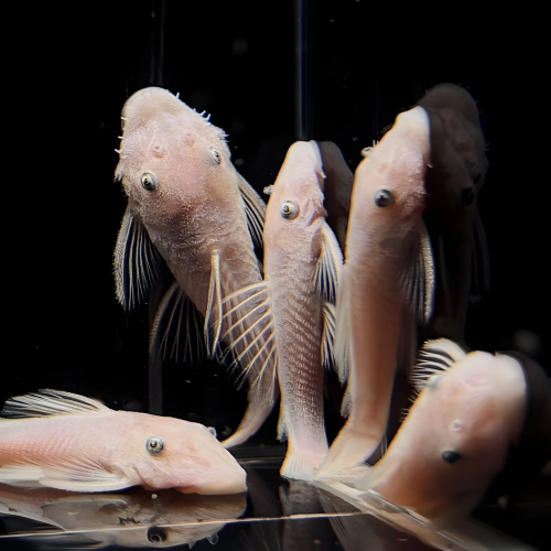 Lot de 2 Ancistrus Snow White
