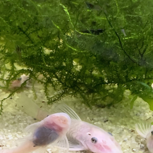 Ancistrus Snow White