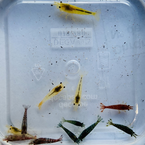 Lot De 10 Crevettes Déclassées Neocaridina