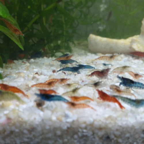 Lot De 10 Crevettes Déclassées Neocaridina