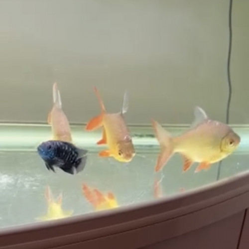 Barbus Schwanenfeldi Lot de 7