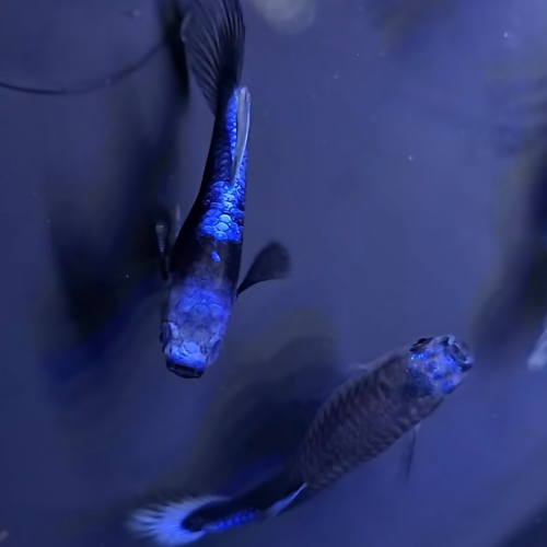 Guppy koi bleu