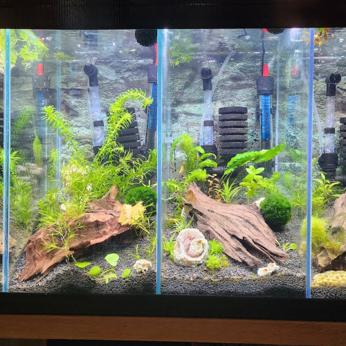 Aquarium a compartiments pour crevettes