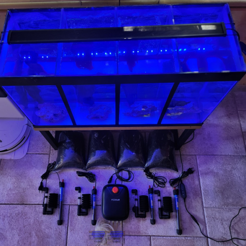 Aquarium a compartiments pour crevettes