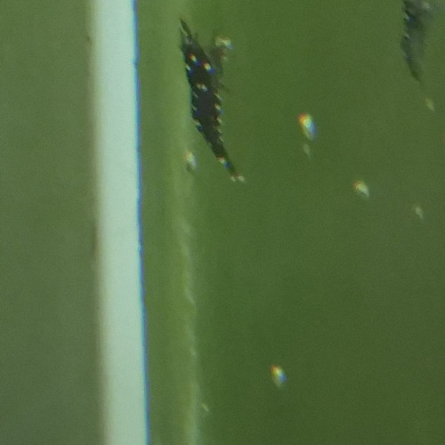 Mixte Sulawasi  lot de 10