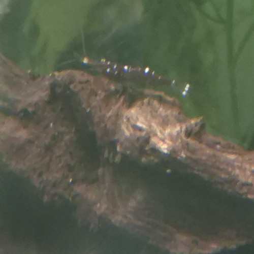 Mixte Sulawasi  lot de 10