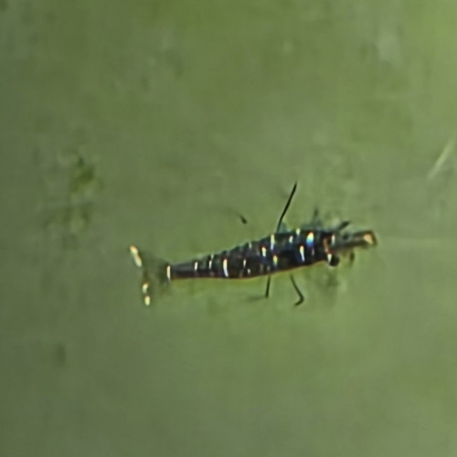 Mixte Sulawasi  lot de 10