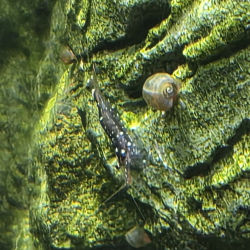 Mixte Sulawasi  lot de 10