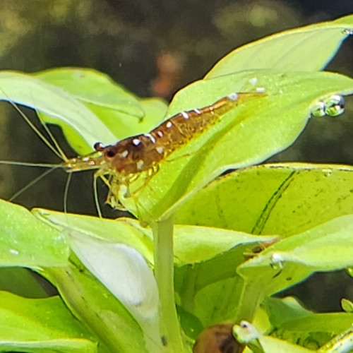 Mixte Sulawasi  lot de 10