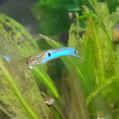 Guppy bleu de Rorota