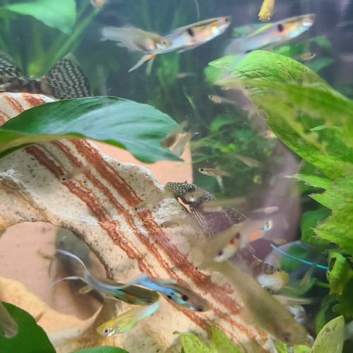 Guppy bleu de Rorota