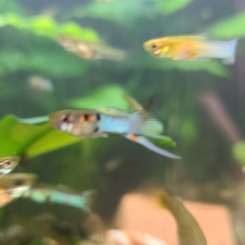 Guppy bleu de Rorota