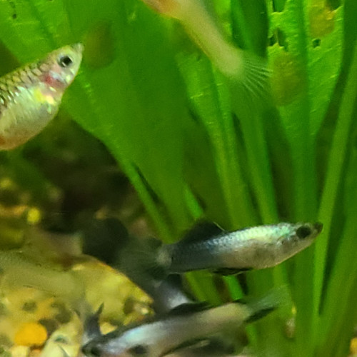 Guppy endler Panda.