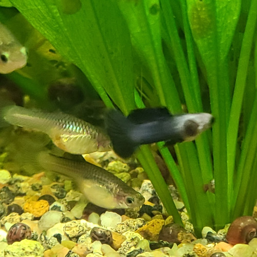 Guppy endler Panda.