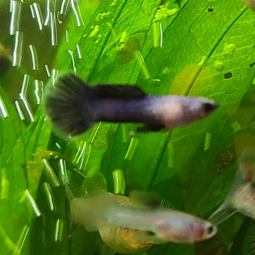 Guppy endler Panda.