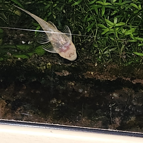 Trio d'Ancistrus Albinos Gold (Jaune/Orangé)