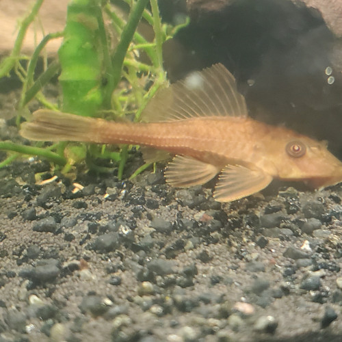 Échange plecos et notropis