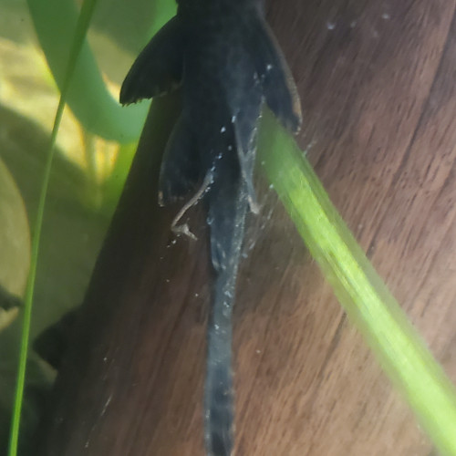 Échange plecos et notropis