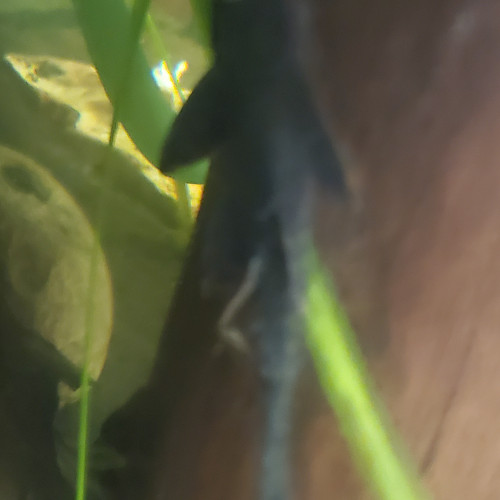 Échange plecos et notropis