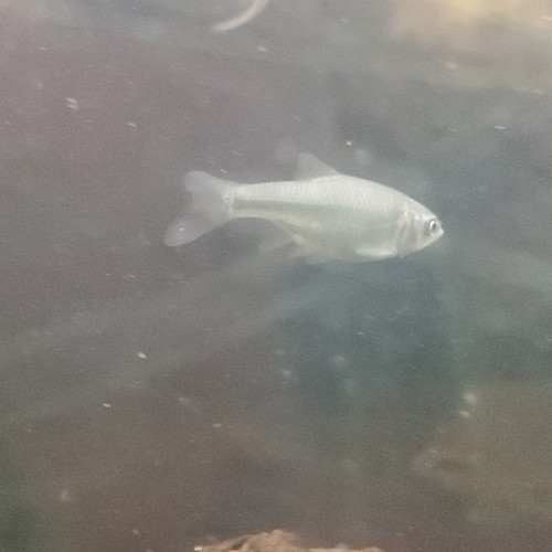 Échange plecos et notropis