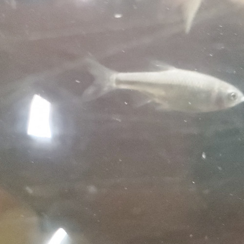 Échange plecos et notropis