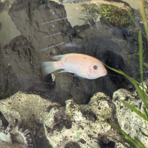 Bonjour, je vends cichlidé mbuna jaune ou albinos de grande taille